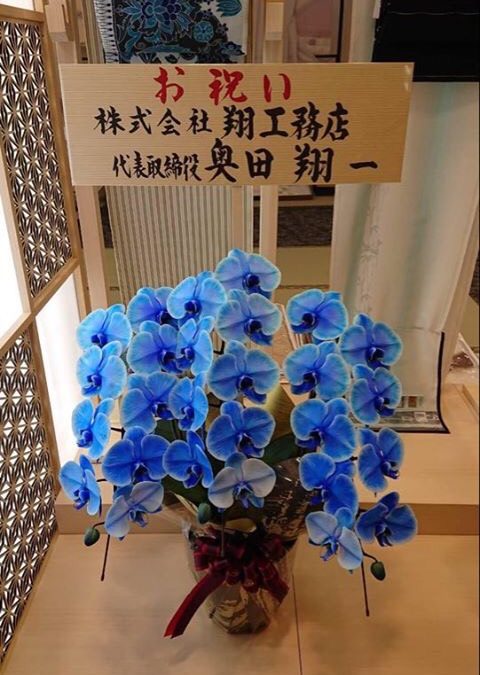 青の胡蝶蘭